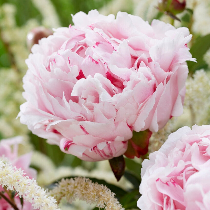 Pion-Paeonia Sarah Bernhardt 1-pack